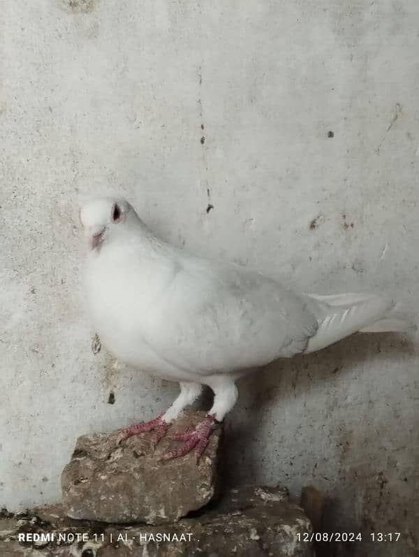 pigeons for sale 3