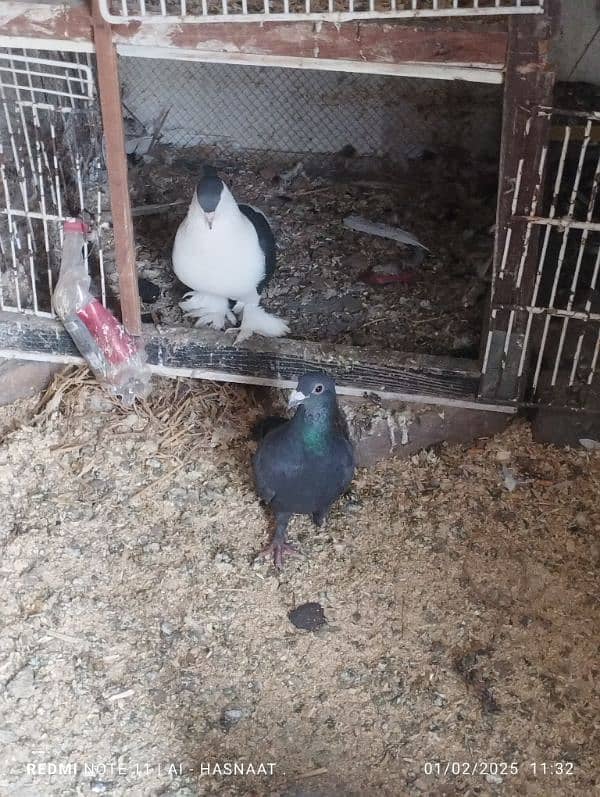 pigeons for sale 10