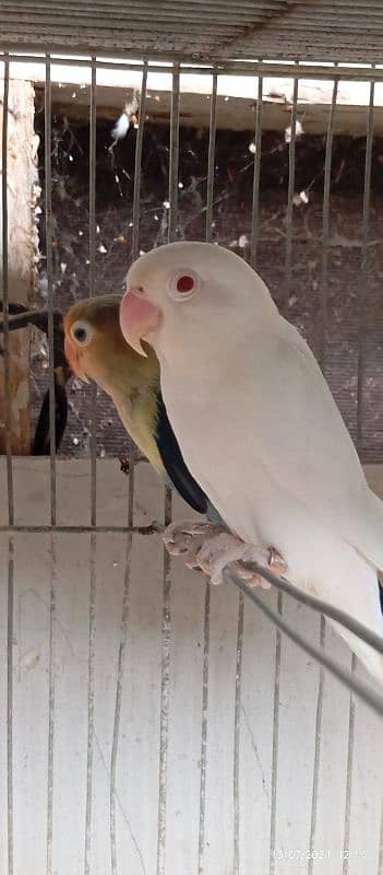 lovebirds Pairs for Sales 2