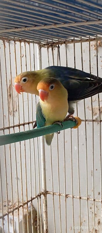 lovebirds Pairs for Sales 4