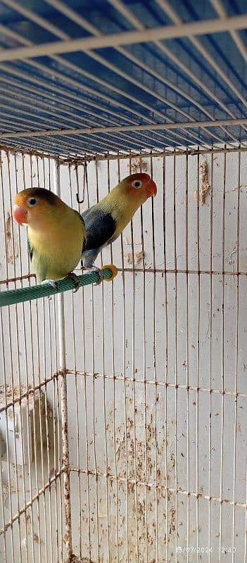 lovebirds Pairs for Sales 5