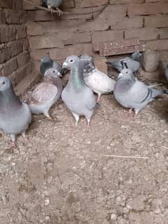 Qasid kabootar , Qasid pigeon