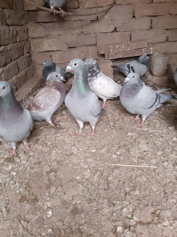 Qasid kabootar , Qasid pigeon 0