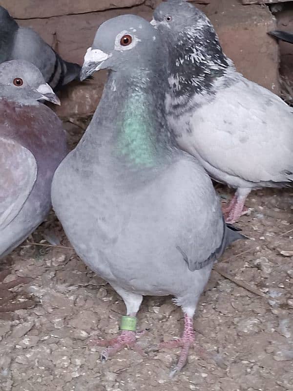 Qasid kabootar , Qasid pigeon 1