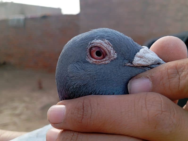 Qasid kabootar , Qasid pigeon 2