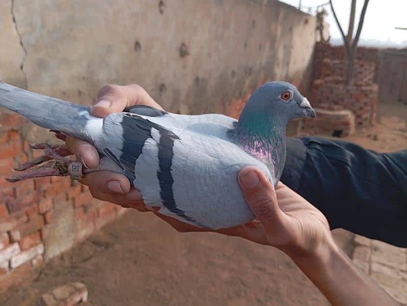 Qasid kabootar , Qasid pigeon 3