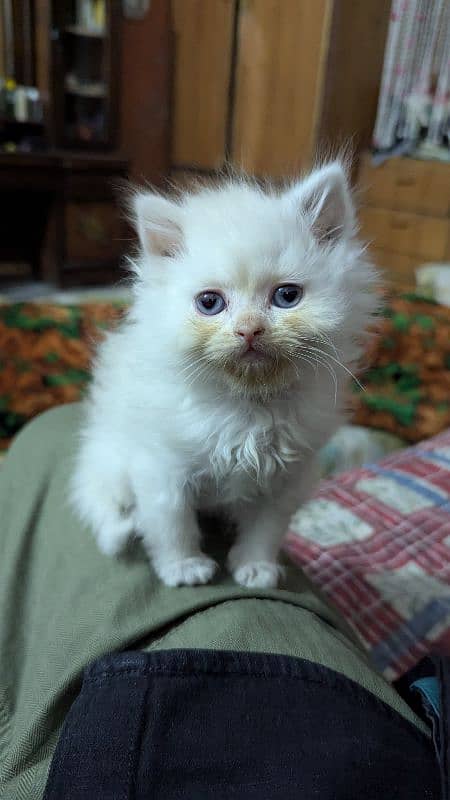 parsian male kitten Available age 22 days 0