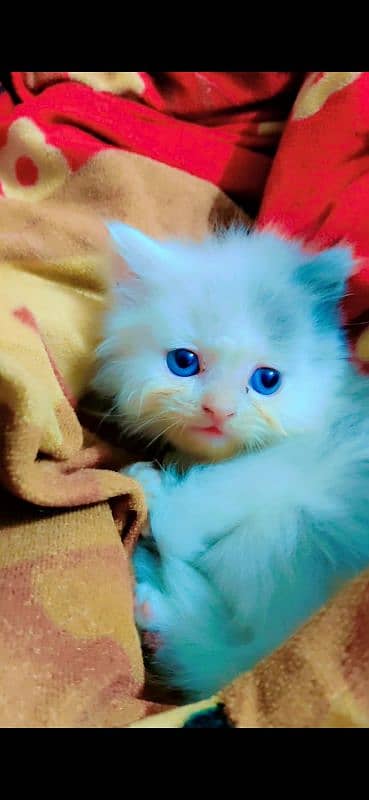 parsian male kitten Available age 22 days 2