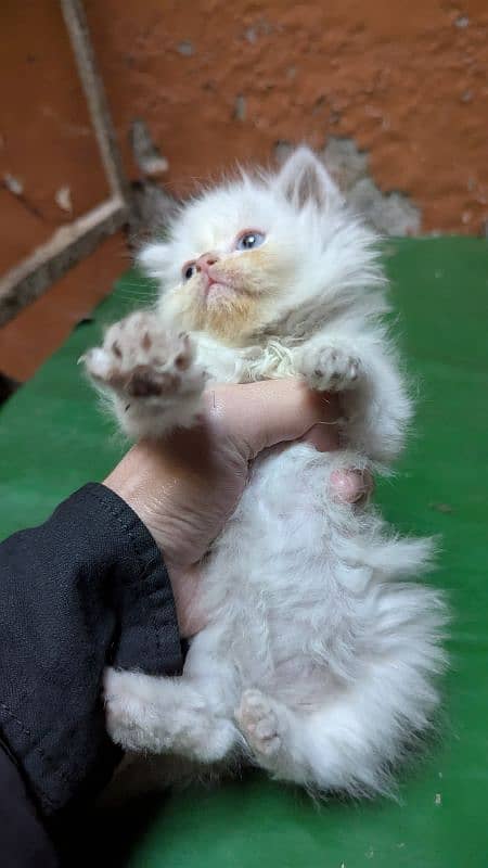 parsian male kitten Available age 22 days 3