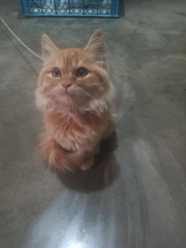 persian cat 0