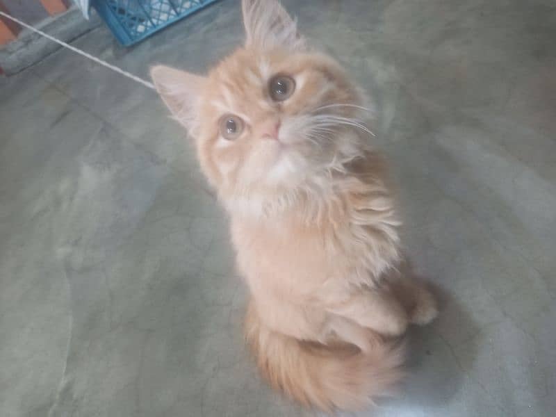 persian cat 1