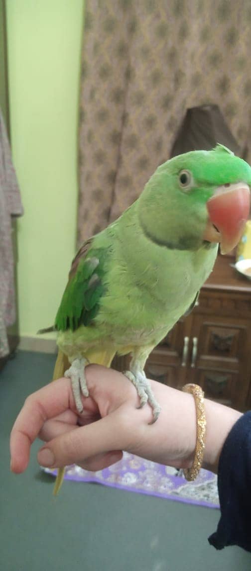 Male Raw and Female Ringneck 1