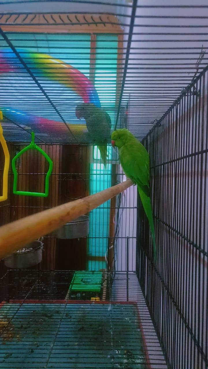 Male Raw and Female Ringneck 2