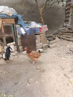 MISRI HENS AND DESI HENS FOR SALE