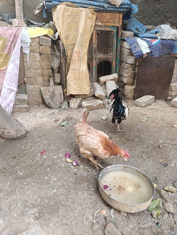 MISRI HENS AND DESI HENS FOR SALE 2