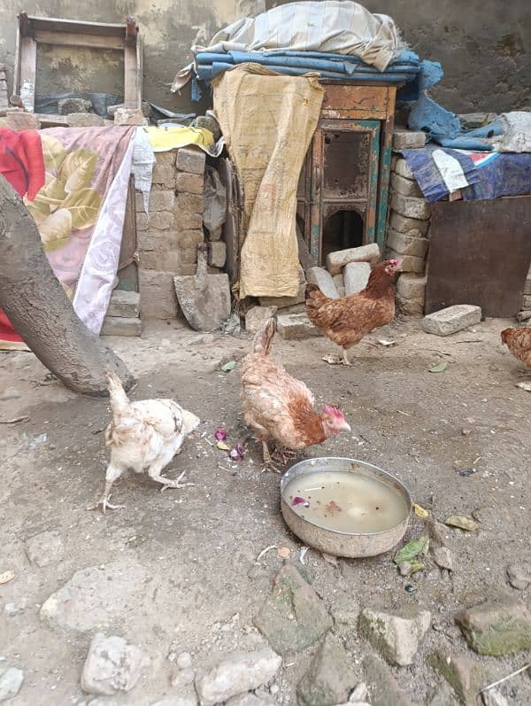 MISRI HENS AND DESI HENS FOR SALE 5