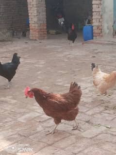 3 murgi or 1 seht mand murga for sale