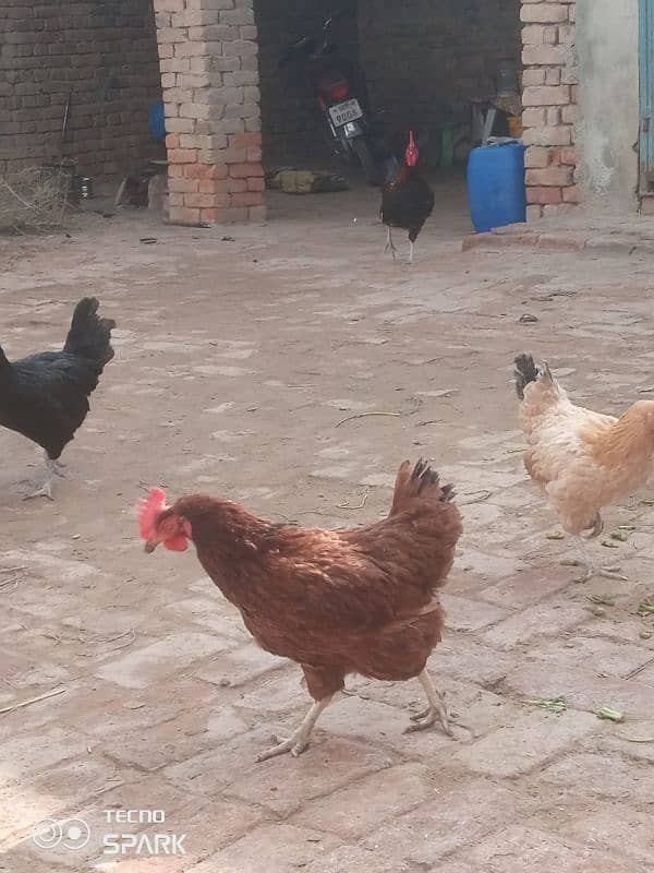 3 murgi or 1 seht mand murga for sale 0