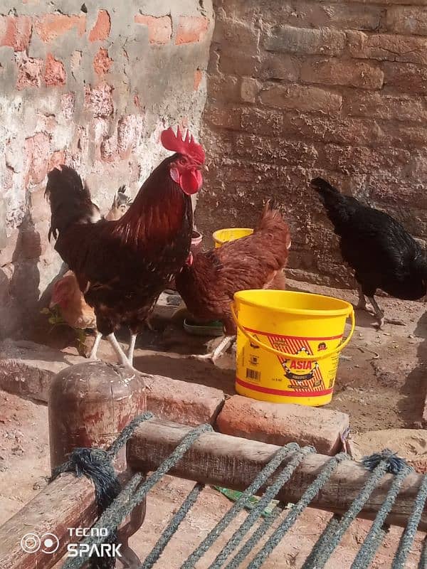 3 murgi or 1 seht mand murga for sale 3