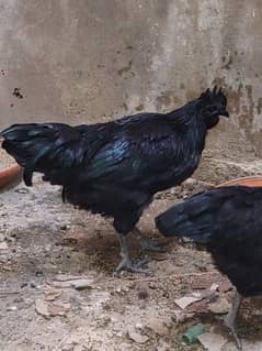 Ayam Cemani Black Pair