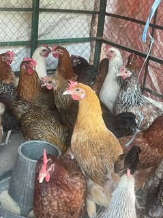 Golden Misri Hens +Eggs Laying Hens for Sale