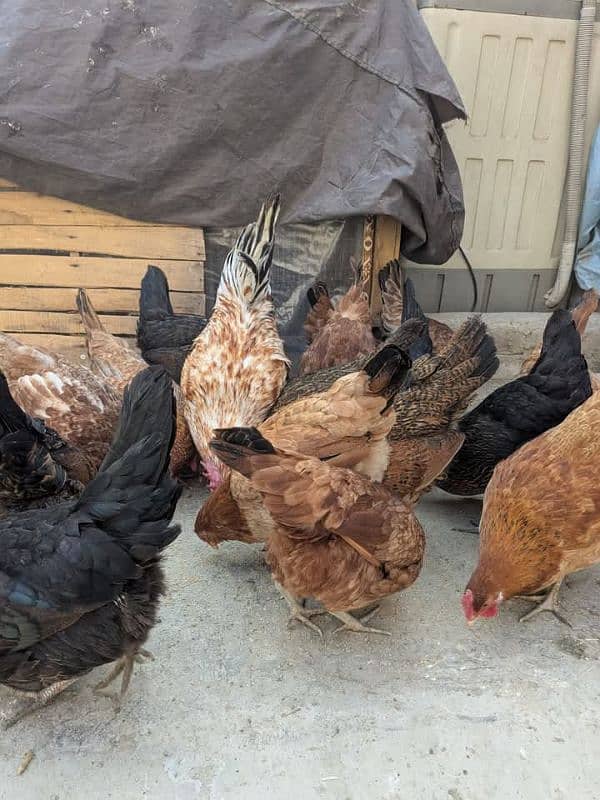 Golden Misri Hens +Eggs Laying Hens for Sale 1