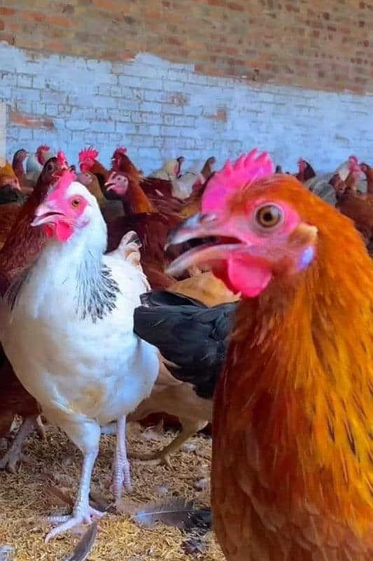 Golden Misri Hens +Eggs Laying Hens for Sale 2