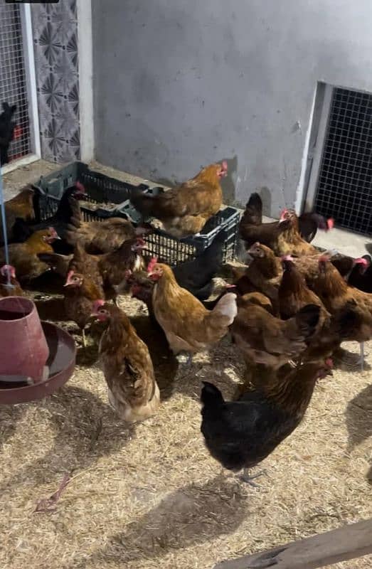 Golden Misri Hens +Eggs Laying Hens for Sale 3