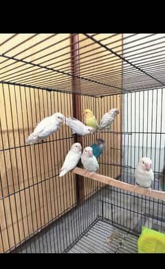 love birds breeder pairs for sale