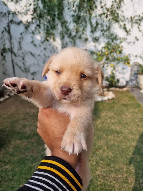 Labrador Puppy 0