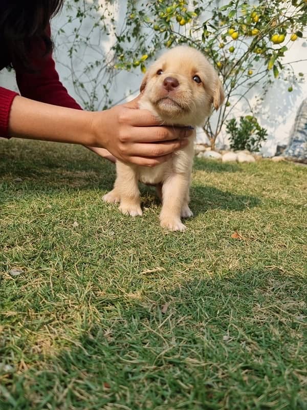 Labrador Puppy 1