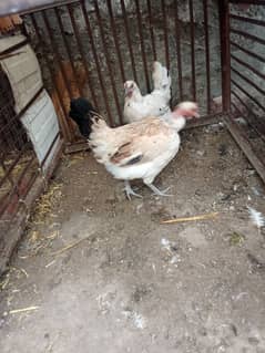 golden misri hen for sale