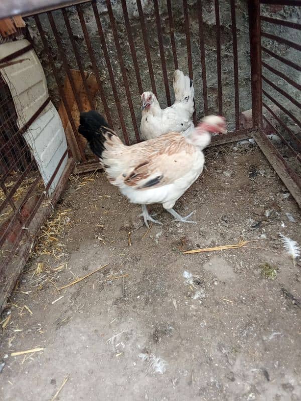 golden misri hen for sale 0