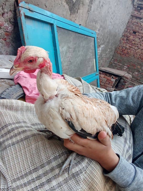 golden misri hen for sale 1