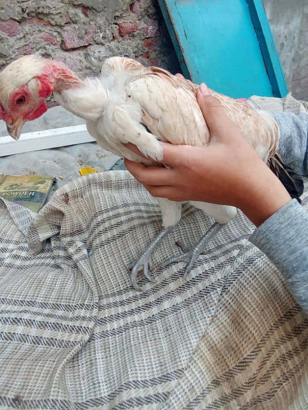 golden misri hen for sale 2