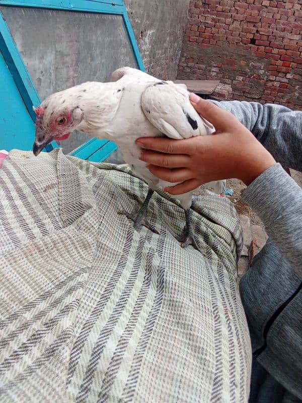 golden misri hen for sale 3