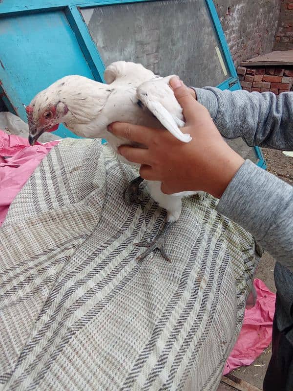 golden misri hen for sale 4