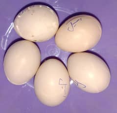 Aseel Fertile Eggs