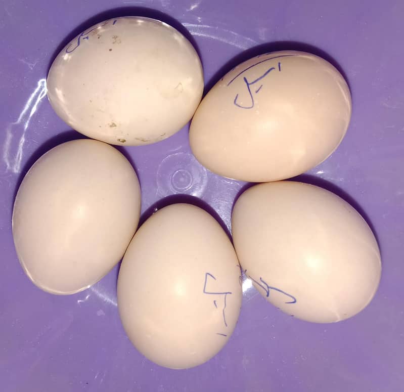 Aseel Fertile Eggs 0