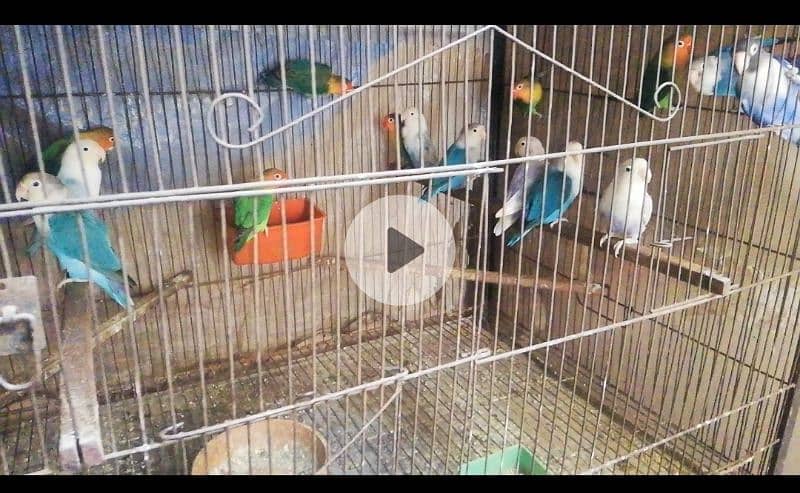 love birds breeder pairs 0