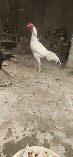 Paperwhite Sindhi 1.5 year male