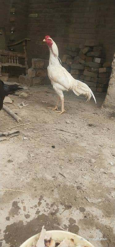 Paperwhite Sindhi 1.5 year male 0