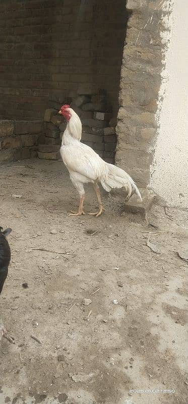 Paperwhite Sindhi 1.5 year male 1