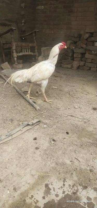 Paperwhite Sindhi 1.5 year male 2