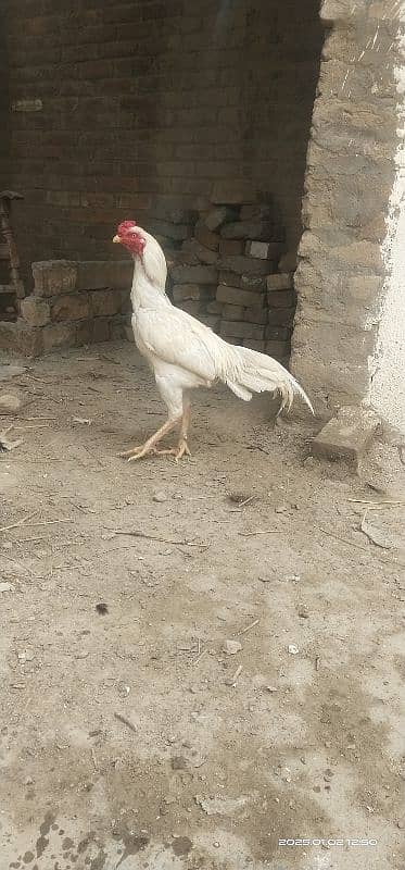 Paperwhite Sindhi 1.5 year male 4