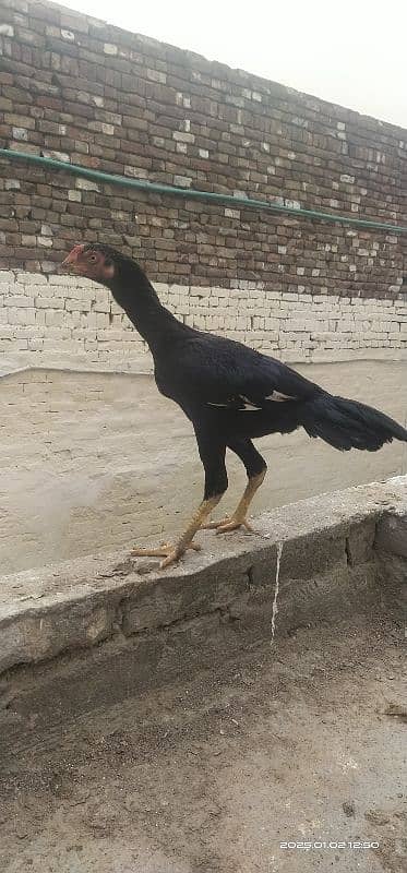 Paperwhite Sindhi 1.5 year male 5