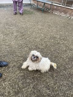 Shihtzu male Pup