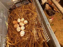 Golden Misri Fertile Eggs for Sale