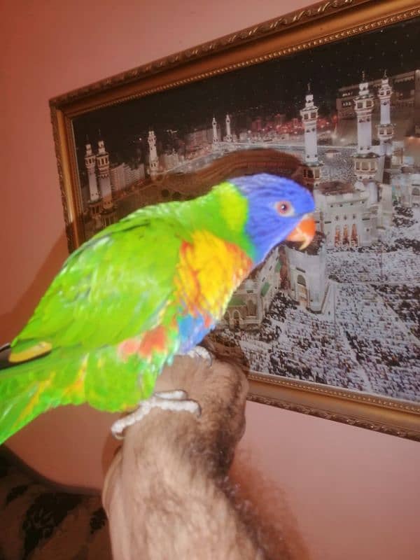 pahari parrot/lorry parrot /talk parrot/ 0