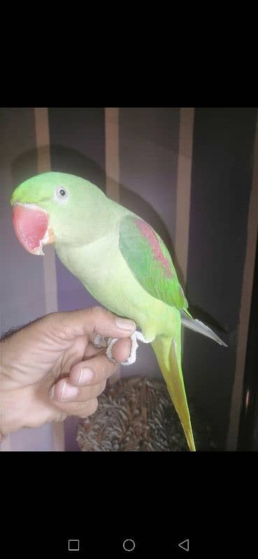 pahari parrot/lorry parrot /talk parrot/ 1